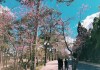 Toàn cảnh ‘đẹp như tranh’ ở Đại học Đà Lạt khiến dân tình thích thú