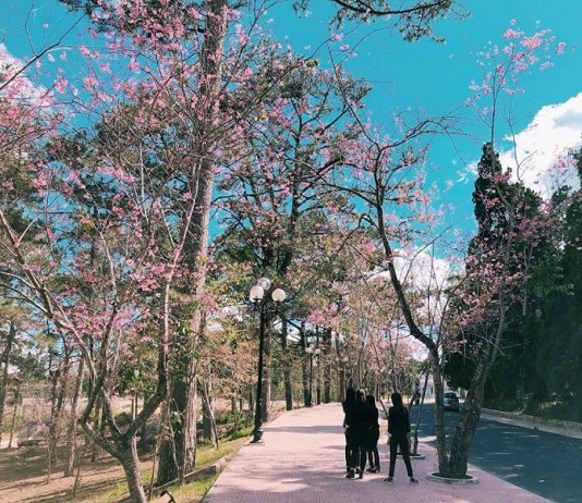 Toàn cảnh ‘đẹp như tranh’ ở Đại học Đà Lạt khiến dân tình thích thú