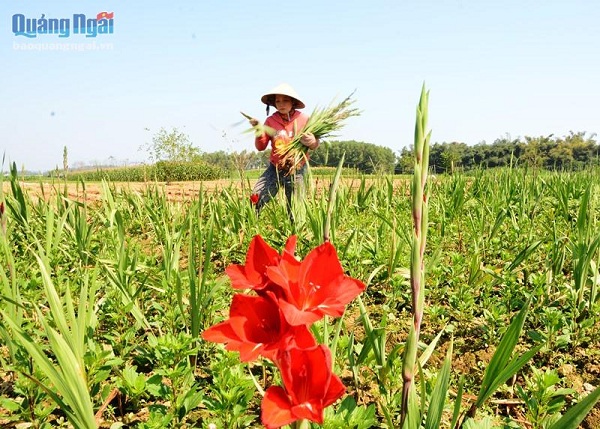 Làng hoa lay ơn Quảng Ngãi Mót từng cành bán Tết