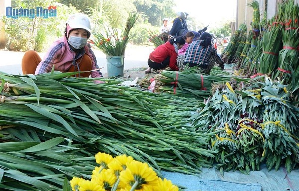 Làng hoa lay ơn Quảng Ngãi Mót từng cành bán Tết7