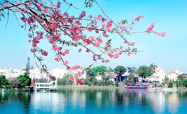 Dọc 2 bên bờ Hồ Xuân Hương, hoa Mai Anh Đào nở rộ.
