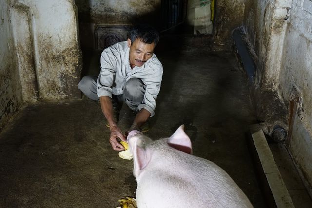 Hoa quả phải là hoa quả sạch, người ăn kính cẩn dâng lên "ông lợn"