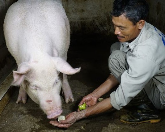 Kỳ lạ ngôi làng “quý lợn khác thường”, ngày ăn cháo trắng tối ngủ mắc màn