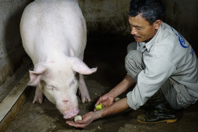 Gia đình ông Nguyễn Văn Sinh năm nay được các gia đình cai đám tin tưởng nhờ phụ trách chăm sóc cho 4 “ông lợn”