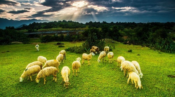 1.Phan Rang – điểm đến cho tháng 3 của bạn11