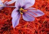 Saffron Nhụy hoa nghệ tây – Thứ gia vị được ví như “vàng đỏ”