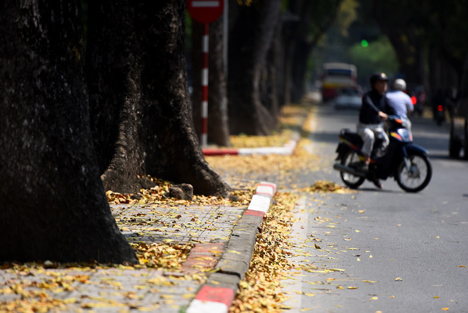 Những góc phố nổi tiếng với lá vàng mùa xuân được người Hà Nội "nhớ mặt, kể tên" vanh vách như Hoàng Diệu, Phan Đình Phùng, Trần Phú...