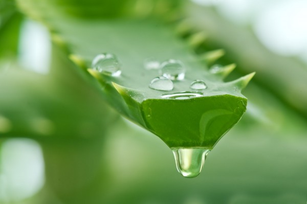 aloe juice drop close up