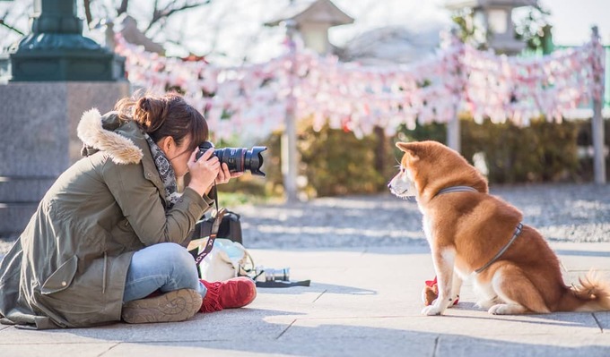 Hachi là chó cưng của nhiếp ảnh gia Masayo Ishizuki, thuộc giống shiba - loại chó nhỏ nhất trong sáu giống chó Nhật Bản nguyên thủy. Cả hai chung sở thích du lịch, Hachi còn có khả năng làm dáng điệu nghệ trước ống kính của chủ trong các chuyến đi.