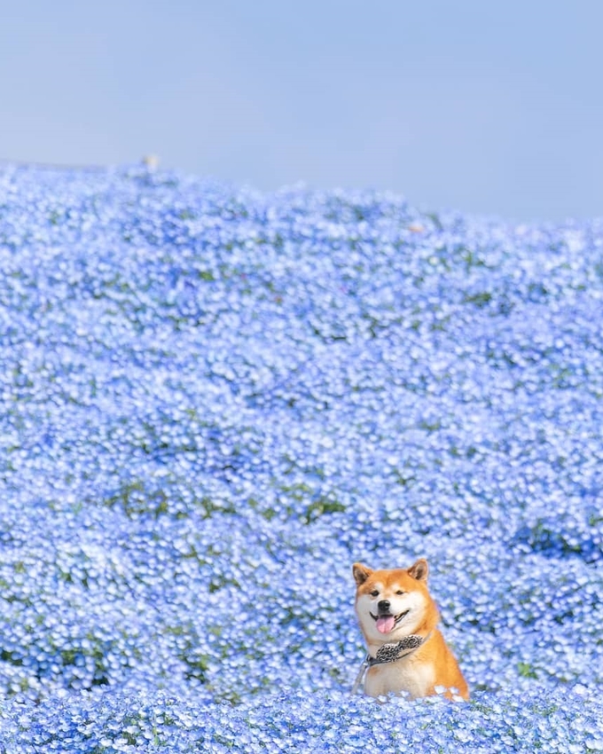 Hachi đặc biệt thích ngắm hoa. Cả hai thường đến các công viên nổi tiếng ở Nhật dã ngoại, chụp ảnh, nhất là công viên Hitachi ở Ibaraki. Đây là một trong những công viên hoa lớn nhất xứ sở mặt trời mọc, nhiều loại hoa nở rộ suốt các mùa. Nổi bật nhất là khoảng 4,5 triệu cây nemophila màu xanh lấp lánh dưới ánh nắng.