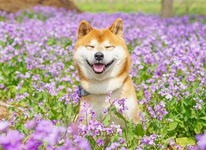Nhiếp ảnh gia kể, Hachi rất nổi bật giữa rừng hoa và đôi khi dễ thương một cách kỳ cục, lúc nào cũng cười tít mắt, miệng rộng đến tai như đang tận hưởng từng giây phút đẹp đẽ. 