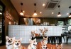 Quán cà phê chó corgi ở Bangkok