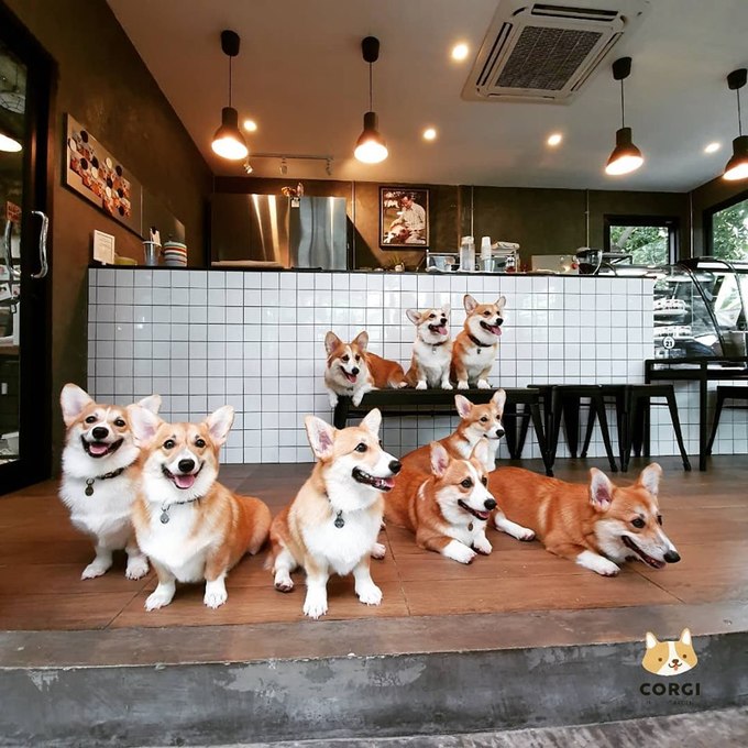 Những người yêu chó khi tới Bangkok (Thái Lan) từng xôn xao vì quán cà phê chó husky nổi tiếng một thời, thì nay lại có thêm một địa điểm mới với những chú chó corgi chân ngắn. Quán Corgi in the garden cách thủ đô Bangkok 17 km được mệnh danh là thiên đường cho những tín đồ yêu động vậ