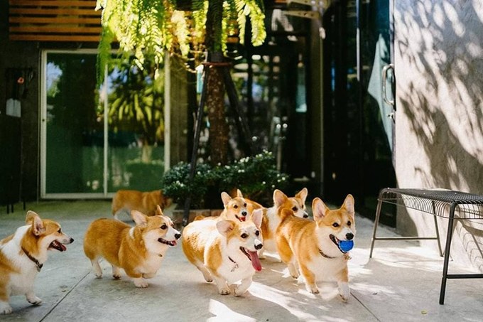 Thời gian qua, chó corgi đã gây bão cộng đồng yêu chó, ngay cả ở Việt Nam. Một chú chó thuần chủng giá từ 30 triệu đồng trở lên, nên không phải ai cũng có thể sở hữu. Chó corgi có đặc điểm là chân ngắn, mông bự, biểu cảm "biết cười" và rất thân thiện.