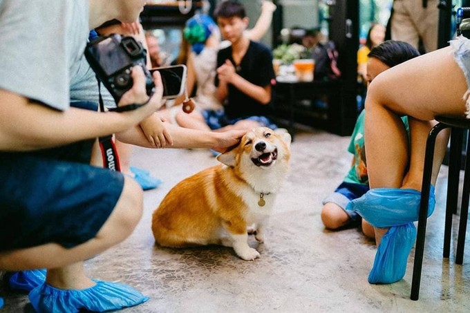 Quán có cả không gian trong nhà và ngoài trời khá rộng rãi, nơi du khách có thể thoải mái chơi cùng chó. Tuy nhiên, quán mở cửa theo khung giờ cố định là 12h30, 14h30, 16h30 và đóng cửa lúc 18h. Riêng thứ bảy, chủ nhật mở một ca sớm hơn lúc 10h30. 