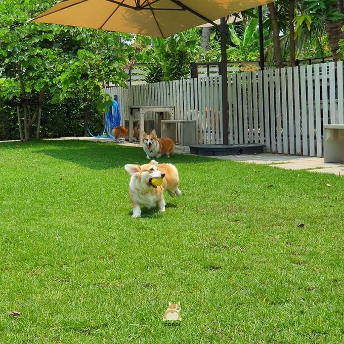 Corgi rất phàm ăn nhưng chủ quán rất cẩn trọng trong chế độ ăn uống dành cho chúng để tránh bị tăng cân. Mỗi ngày, chúng sẽ phải chạy bộ ít nhất 3 lần vòng quanh vườn.