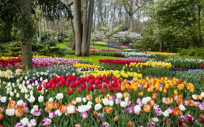 Keukenhof hay còn được gọi là Vườn châu Âu nằm ở Lisse - một thị trấn nhỏ phía nam Amsterdam, Hà Lan là vườn hoa lớn nhất thế giới, rộng khoảng 32 ha, trồng hơn 7 triệu hoa tulip thuộc 100 giống khác nhau.
