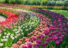 Khu vườn 7 triệu bông hoa tulip nở rực rỡ ở Hà Lan