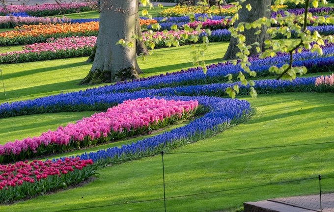 Hơn 100 nhà cung cấp hoa của Hoàng gia mang những giống tulip tốt nhất tham gia lễ hội ở Keukenhof. Vì thế đây không chỉ là nơi du khách chiêm ngưỡng cảnh đẹp, mà còn là cơ hội cho bạn hiểu hơn về ngành công nghiệp hoa đáng kinh ngạc của đất nước cối xay gió.