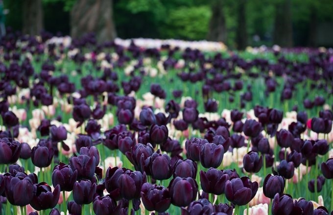 Đặc biệt nhất ở đây là vườn tulip đen mà nếu để ý kỹ, bạn sẽ thấy cánh hoa pha chút ánh tím, mang vẻ đẹp huyền bí, mê hoặc, khiến người yêu hoa khó có thể rời mắt.