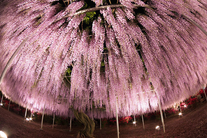 Hàng năm, lễ hội hoa tử đằng được tổ chức từ giữa tháng 4 đến giữa tháng 5. Ngoài ra, công viên Ashikaga còn trồng nhiều loài hoa nở suốt bốn mùa như mẫu đơn, đỗ quyên đỏ, hoa hồng hay tú cầu. 