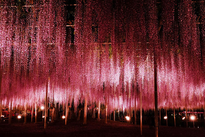 Công viên Ashikaga trồng khoảng 350 gốc dây leo hoa tử đằng tạo nên “đường hầm hoa” rất đẹp mắt, từng gây xôn xao cộng đồng mê du lịch khắp thế giới.