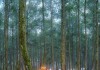 Vườn lan đẹp như cổ tích ở Indonesia