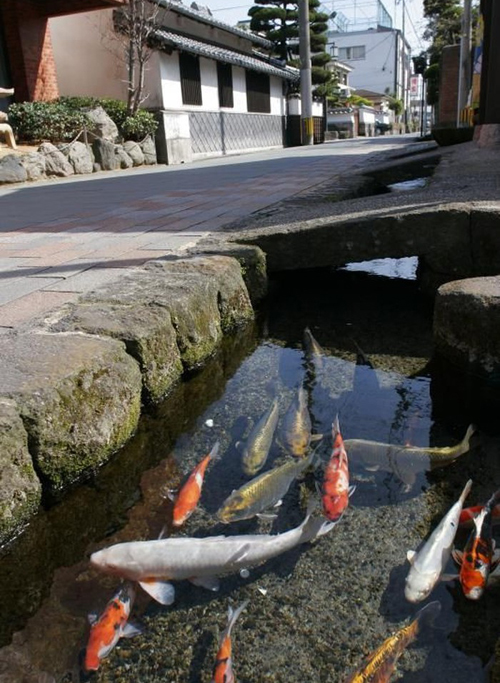 25.Thị trấn sạch tới mức có 1.000 chú cá bơi dưới cống ở Nhật