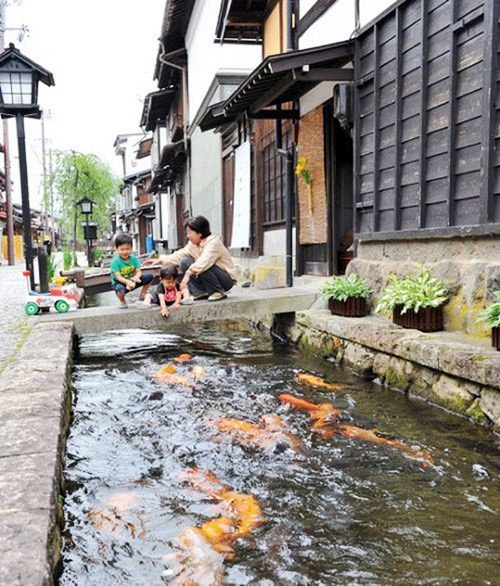 25.Thị trấn sạch tới mức có 1.000 chú cá bơi dưới cống ở Nhật2