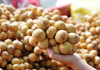Mẹo chọn bòn bon ngon, không hóa chất