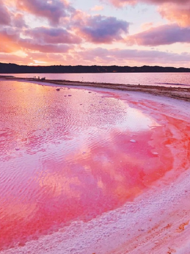 Không chỉ có tảo, hồ Hutt Lagoon còn là nơi sinh sống của loài tôm nước muối Artemia parthenogenetica, có giá trị thương mại cao.