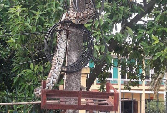 Dân mạng xót thương cho trăn khủng bị dân bắt làm thịt ở Phú Thọ
