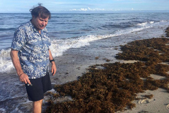 Tiến sĩ Steve Leatherman đứng giữa những đám tảo mơ dạt vào bờ biển Miami ở Florida - Ảnh: AFP