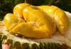 Quả sầu riêng trị giá hơn 1 tỷ đồng có gì đặc biệt?