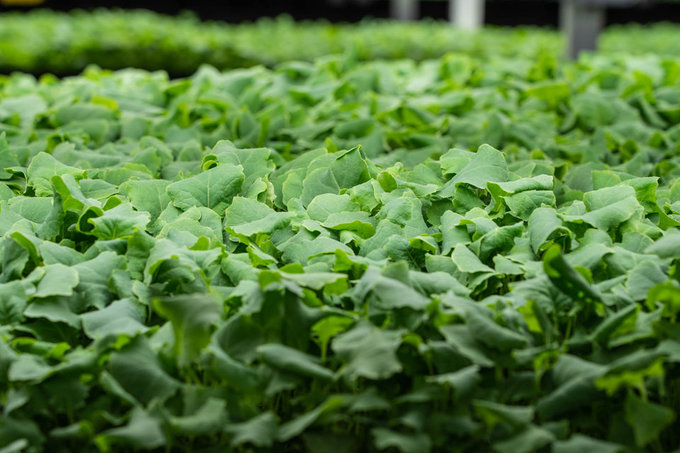 Với công nghệ đặc biệt, nông trại AeroFarm cho biết có thể trồng rau cải phát triển trong khoảng 12-14 ngày, thay vì 30-45 ngày như thông thường. 