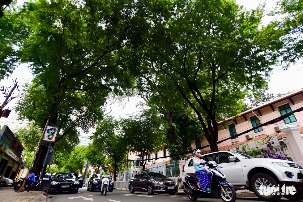 Đường Võ Văn Tần (quận 3, TP.HCM) rợp bóng cây xanh - Ảnh: QUANG ĐỊNH