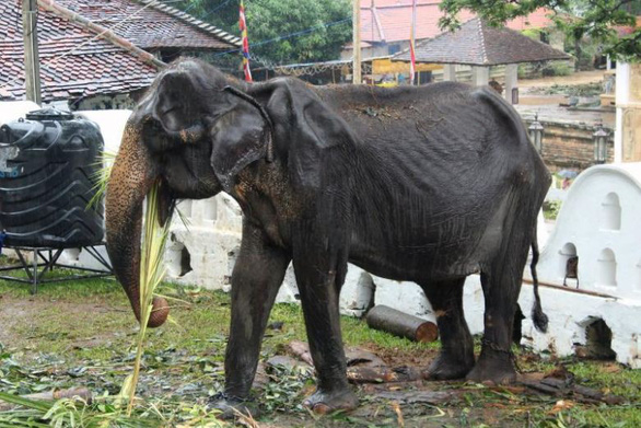 Hình ảnh voi Tikiri gầy đến mức nhìn như da bọc xương - Ảnh: AFP 