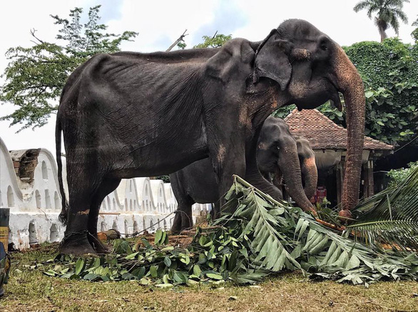 Hình ảnh voi Tikiri ốm trơ xương xẩu - Ảnh: Save Elephant Foundation