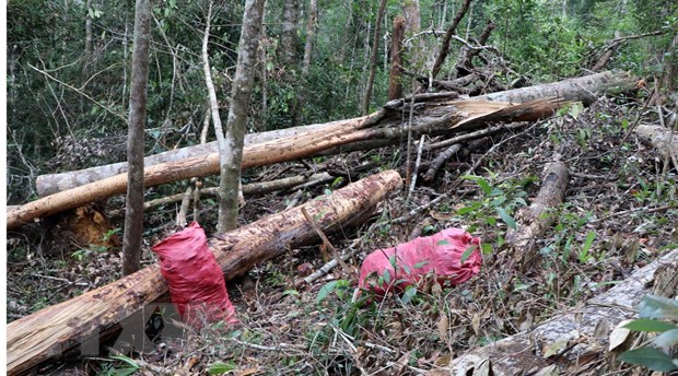 1. 32 gốc cây có đường kính từ 50cm ở rừng Kon Plông bị chặt phá1