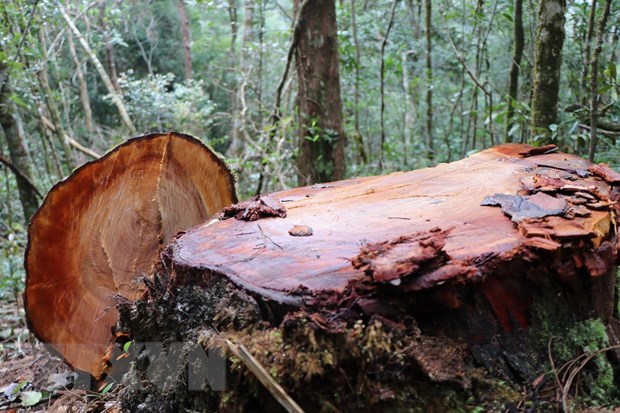 1. 32 gốc cây có đường kính từ 50cm ở rừng Kon Plông bị chặt phá2