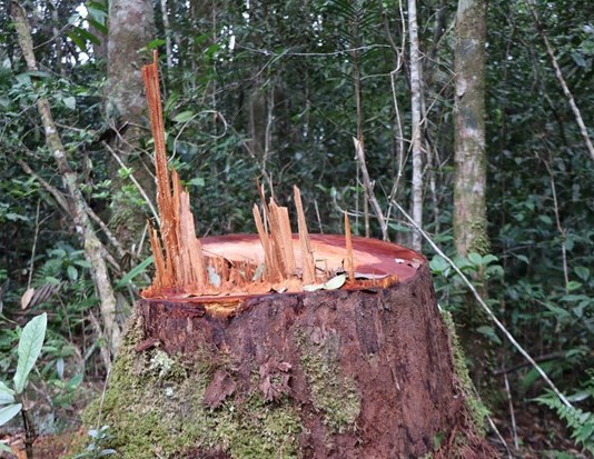 32 gốc cây có đường kính từ 50cm ở rừng Kon Plông bị chặt phá