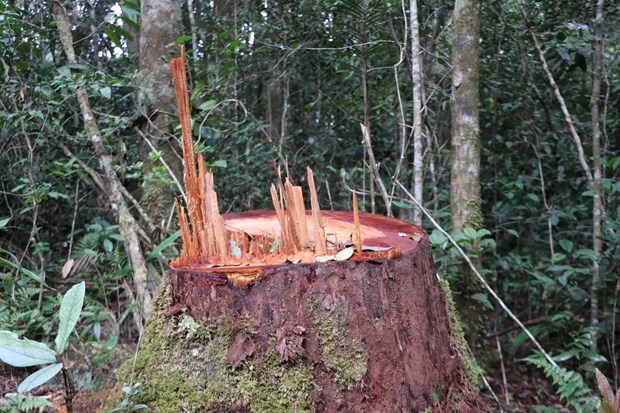 1. 32 gốc cây có đường kính từ 50cm ở rừng Kon Plông bị chặt phá3