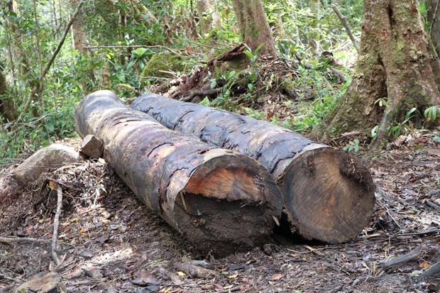 1. 32 gốc cây có đường kính từ 50cm ở rừng Kon Plông bị chặt phá4