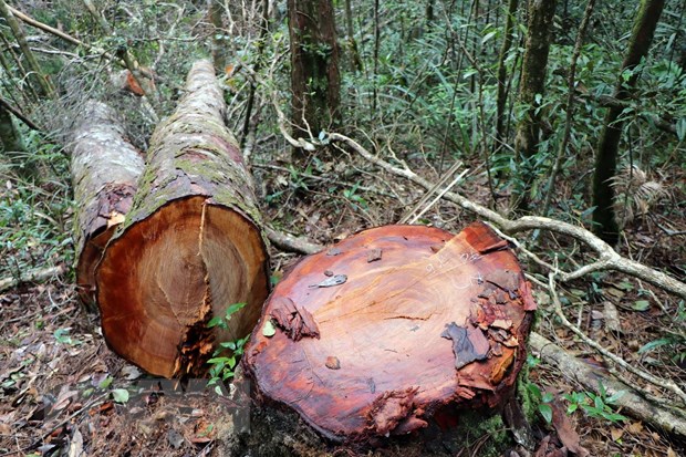 1. 32 gốc cây có đường kính từ 50cm ở rừng Kon Plông bị chặt phá5