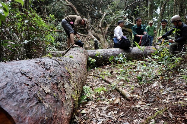 1. 32 gốc cây có đường kính từ 50cm ở rừng Kon Plông bị chặt phá6