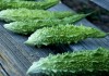 Cho con nhỏ ăn khổ qua – nên hay không?