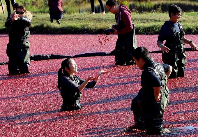 12. Việt quất chín đỏ mặt hồ mùa thu3