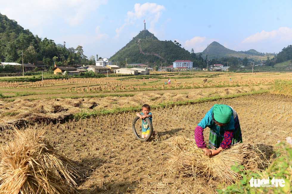 Người dân ở xã Lũng Cú, huyện Đồng Văn lấy rơm sau khi thu hoạch vụ lúa về cho trâu, bò ăn - Ảnh: QUANG ĐỊNH