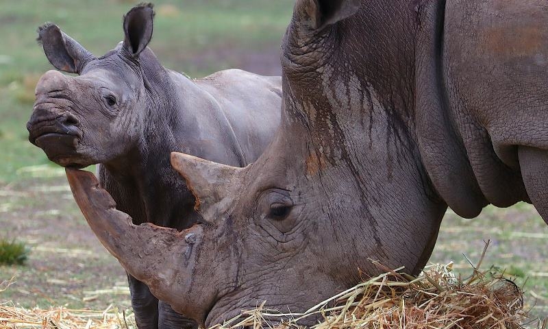 Loài tê giác đang đối mặt nguy cơ tuyệt chủng vì bị săn trộm lấy sừng.
