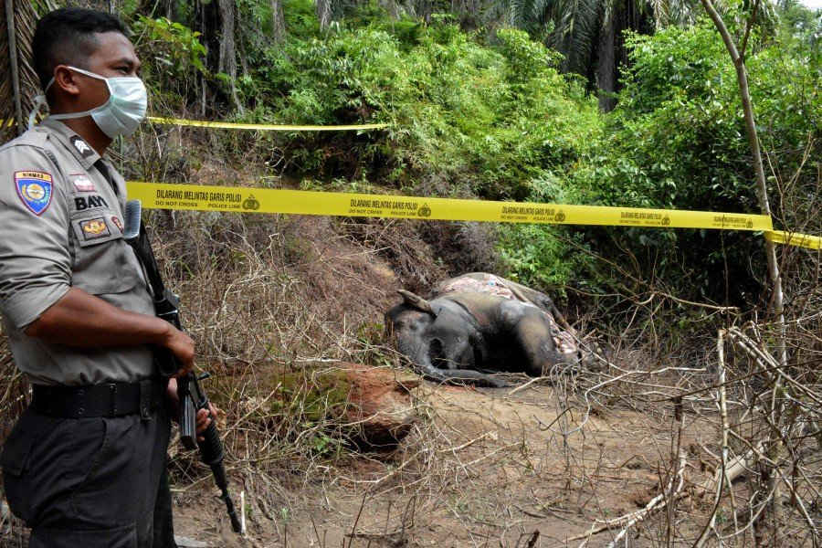Cá thể voi cái được tìm thấy đã chết vì ngộ độc ở làng Semanah Jaya thuộc Đông Aceh vào ngày 21/11 (Ảnh: AFP)